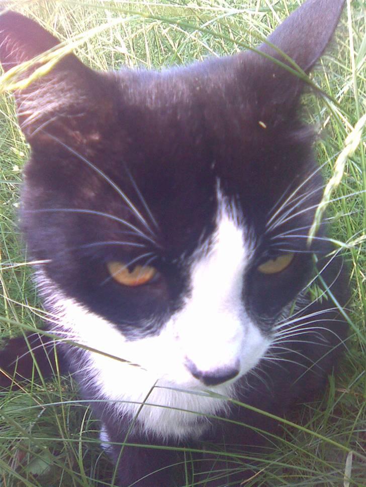 Huskat Snoffy :) billede 14