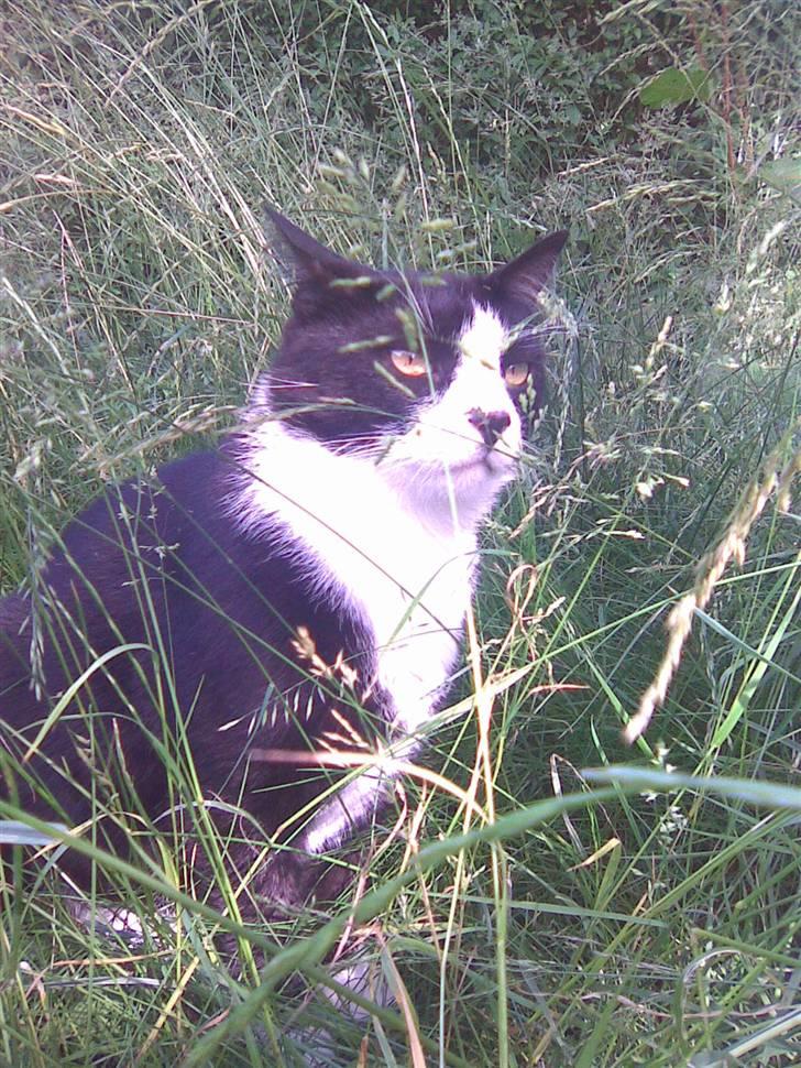 Huskat Snoffy :) billede 15