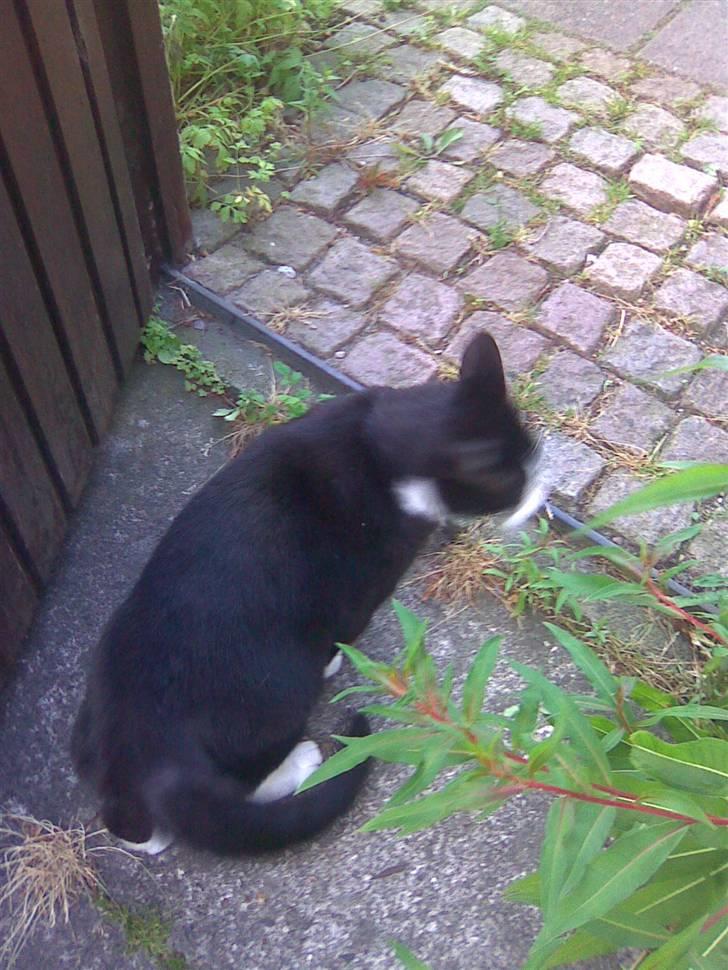 Huskat Snoffy :) billede 16