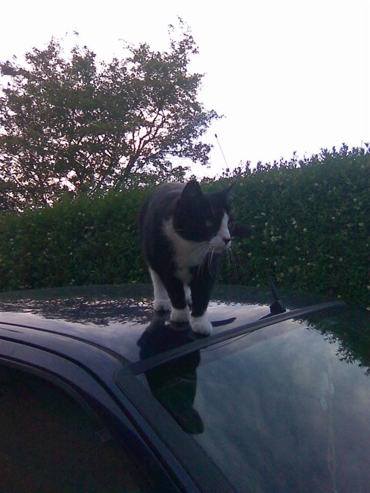 Huskat Snoffy :) billede 17