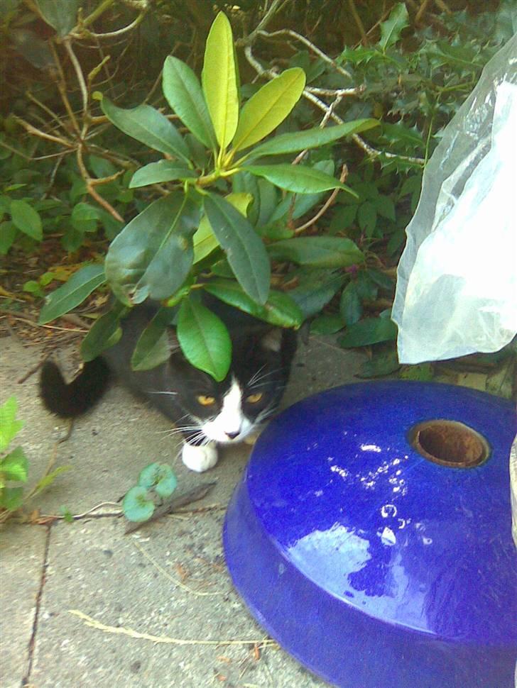 Huskat Snoffy :) billede 18