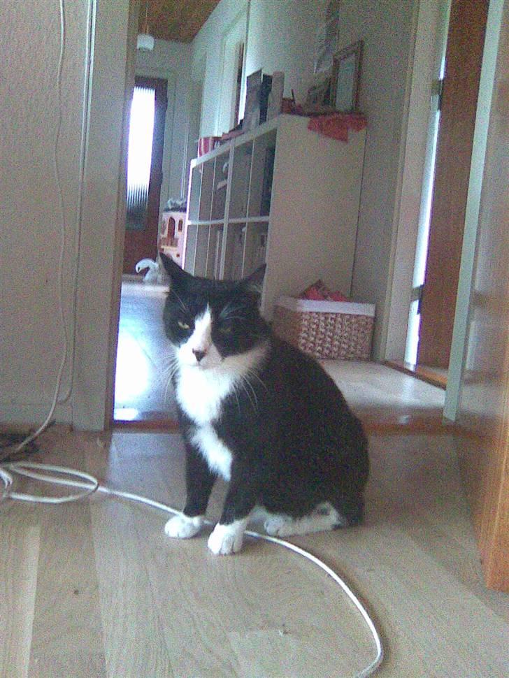 Huskat Snoffy :) billede 19