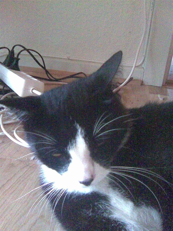 Huskat Snoffy :) billede 20