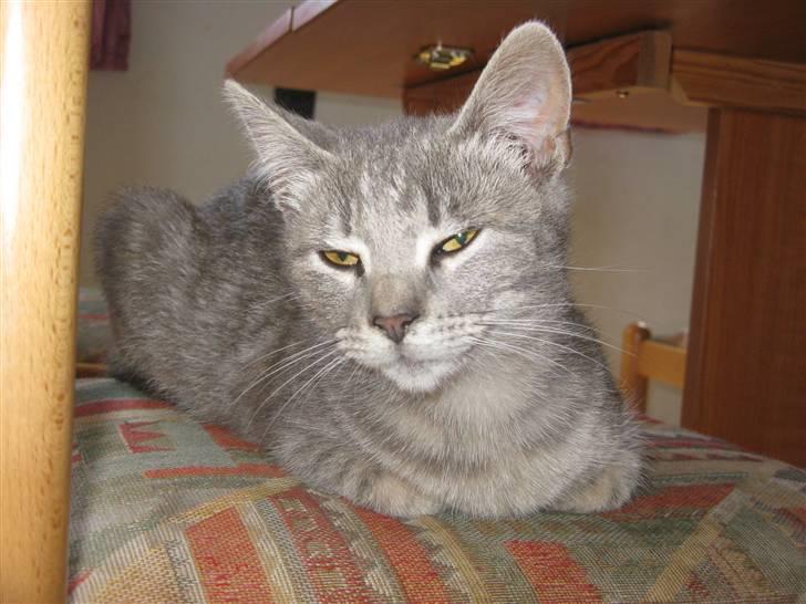 Huskat Spunk ** Bortløbet ** billede 16