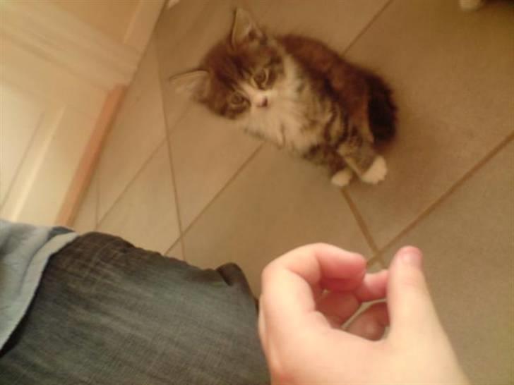 Blanding af racer tulle billede 1