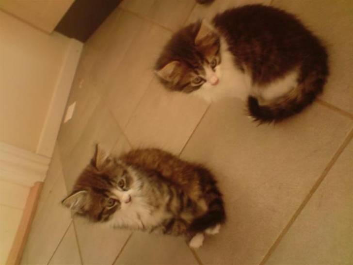 Blanding af racer tulle billede 2