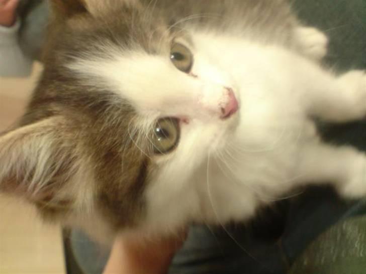 Blanding af racer tulle billede 3