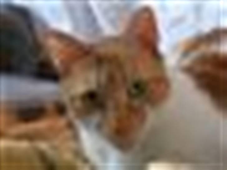 Huskat Mille - Selvom hun godt kan lide at se lidt TV, er kameraet lidt mere interessant :-) billede 1