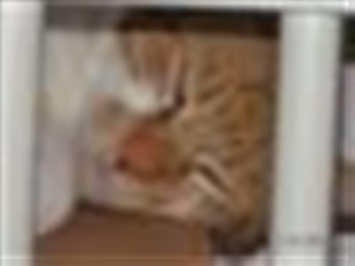 Huskat Mille - Hun er en lille hyggekat, der godt kan lide at ligge i nærheden af os. :-) billede 2