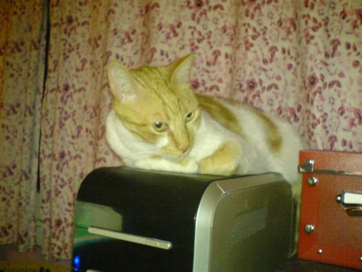 Huskat Mille - Og så skal hun være med alle steder. Og vogte på "musen"  ..  :-) billede 3