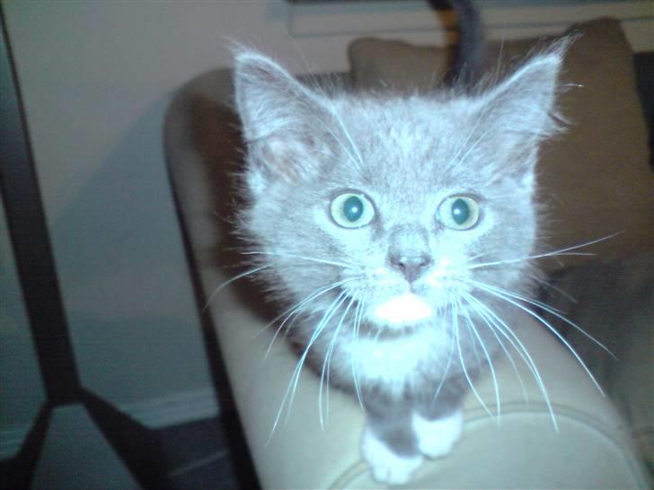 Huskat Tiger - Tiger billede 1