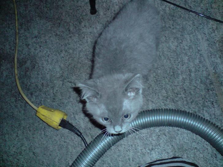 Huskat Tiger - spændende med sådan en støvsuger billede 2