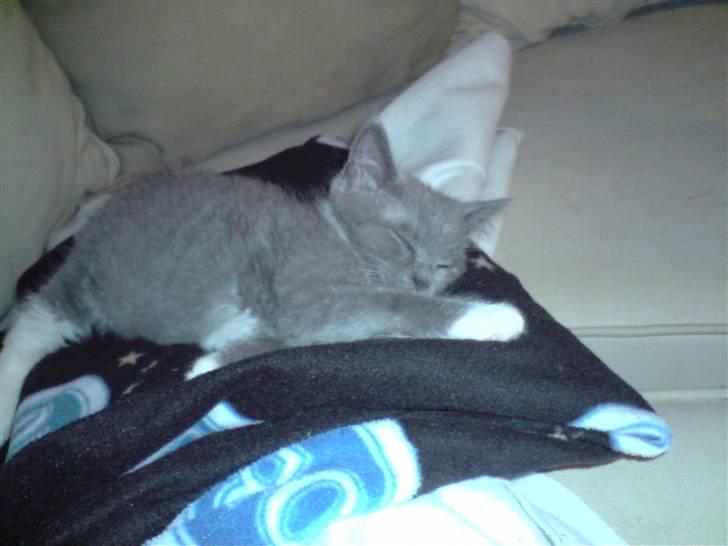 Huskat Tiger - så soves der billede 3