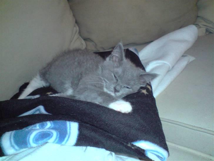 Huskat Tiger - Hvad er det min mor laver? billede 4