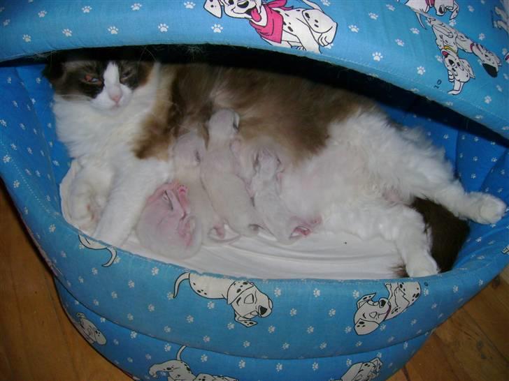 Ragdoll Adeline - Adeline har fået killinger salgsklare den 21/ 2008 billede 5