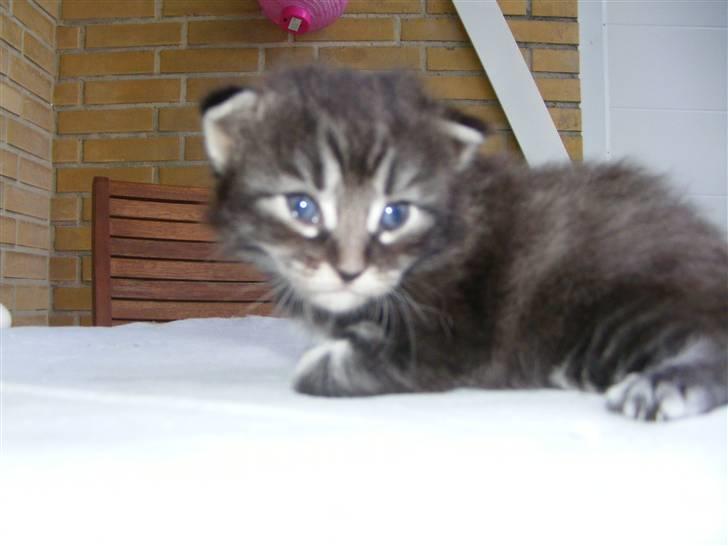 Norsk Skovkat Dimani's little princess billede 2