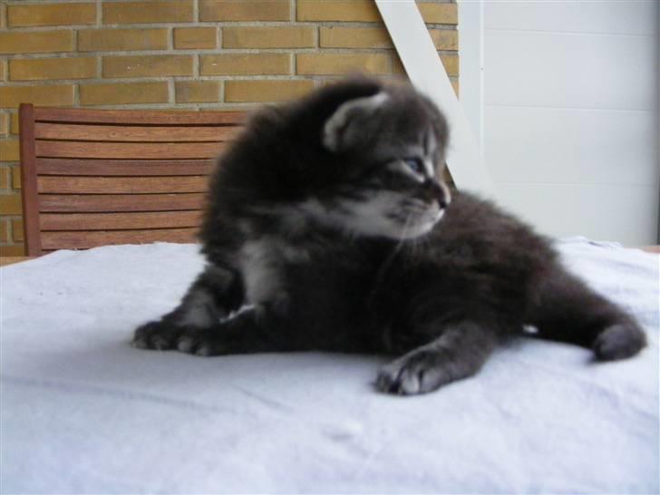 Norsk Skovkat Dimani's little princess billede 3