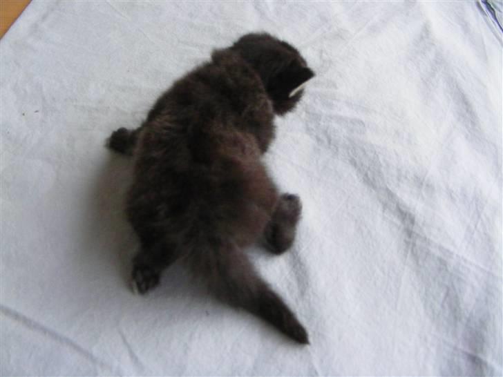 Norsk Skovkat Dimani's little princess billede 4