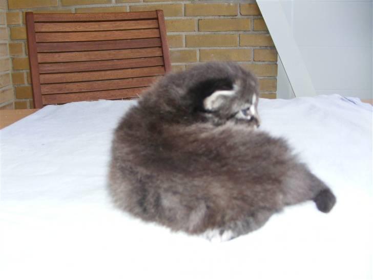 Norsk Skovkat Dimani's little princess billede 5