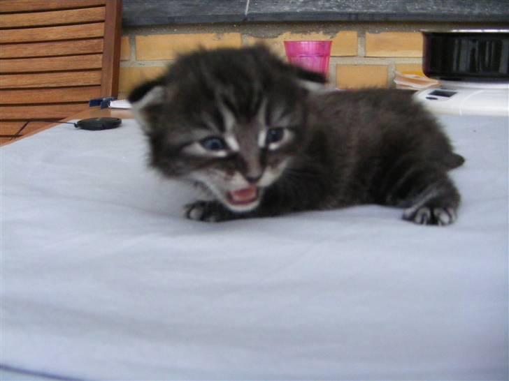 Norsk Skovkat Dimani's little princess billede 6