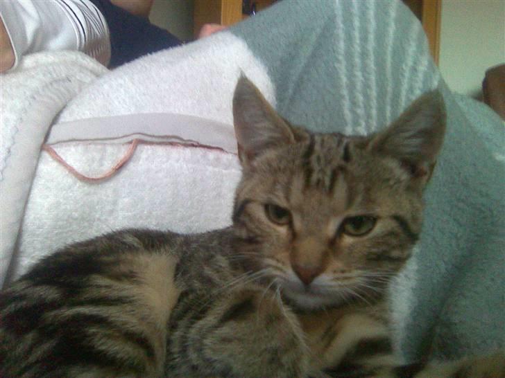 Huskat Kissa billede 1