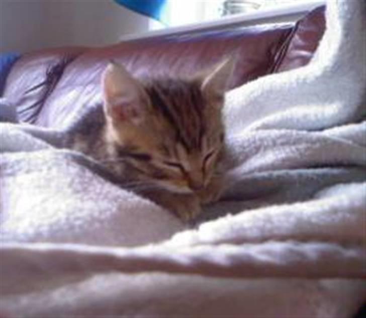 Huskat Kissa billede 2