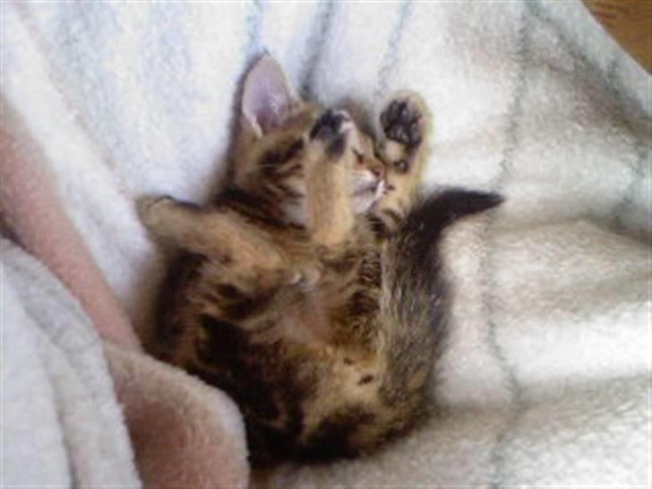 Huskat Kissa billede 3