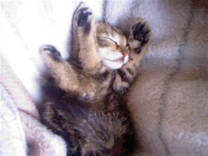 Huskat Kissa - Jaa... Det er katte yoga..  billede 4