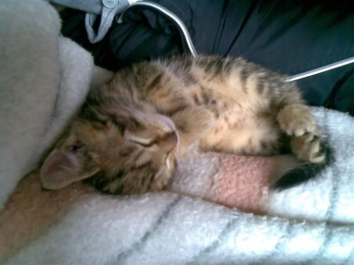 Huskat Kissa billede 5