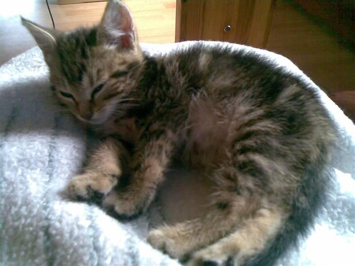 Huskat Kissa billede 6