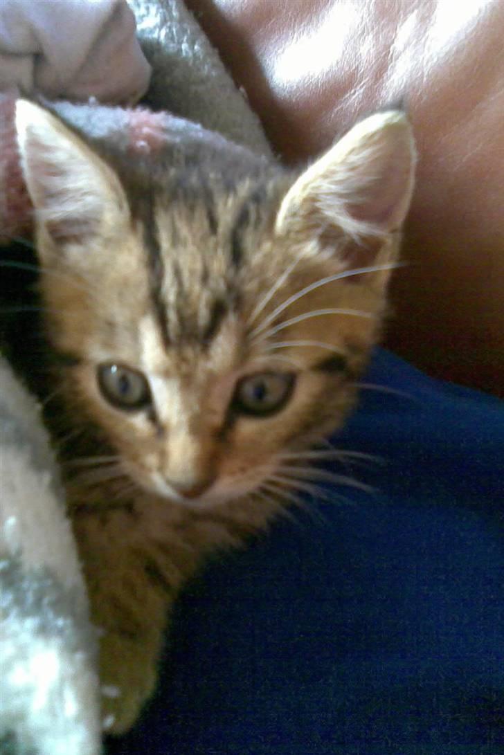 Huskat Kissa billede 7