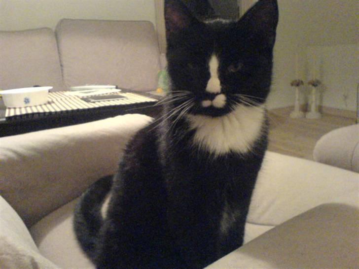 Blanding af racer Lille mis billede 2