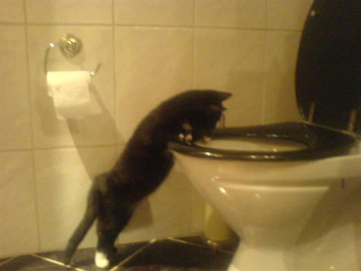 Blanding af racer Lille mis billede 3