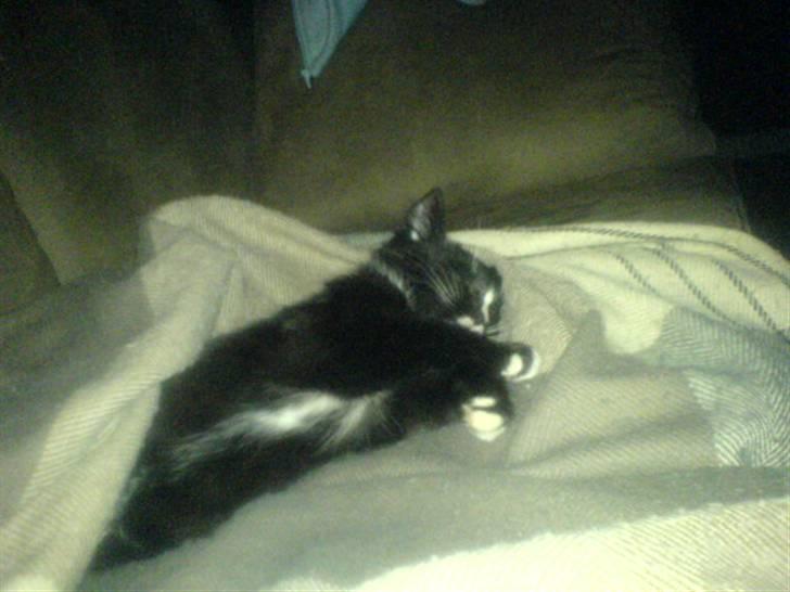 Blanding af racer Lille mis billede 4