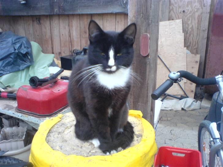 Blanding af racer Lille mis billede 5