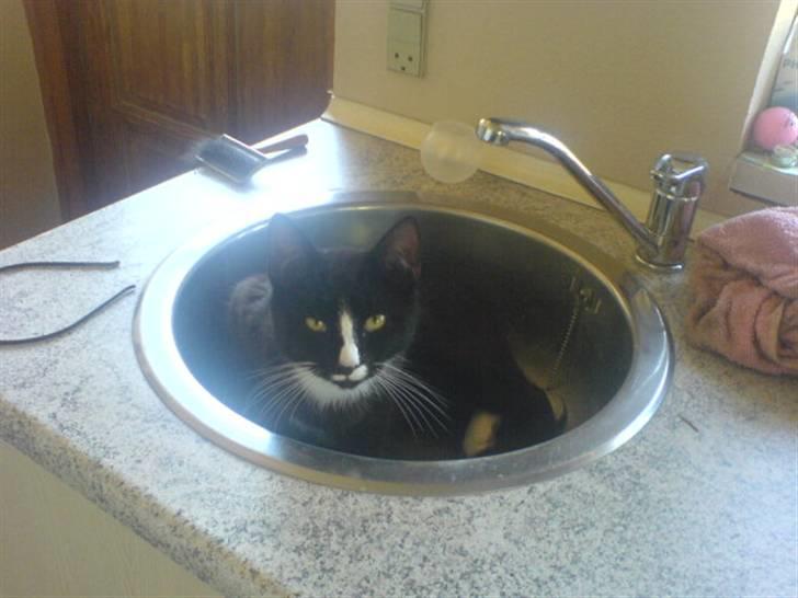 Blanding af racer Lille mis billede 6