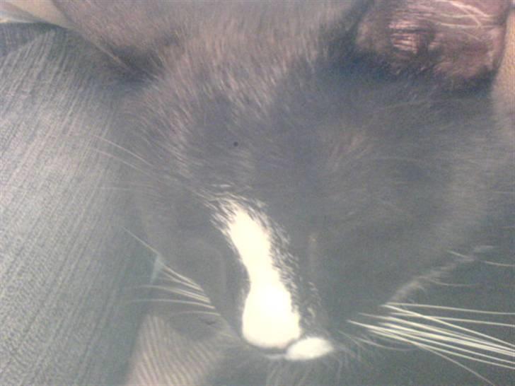 Blanding af racer Lille mis billede 7