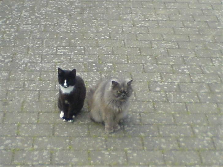 Blanding af racer Lille mis billede 8