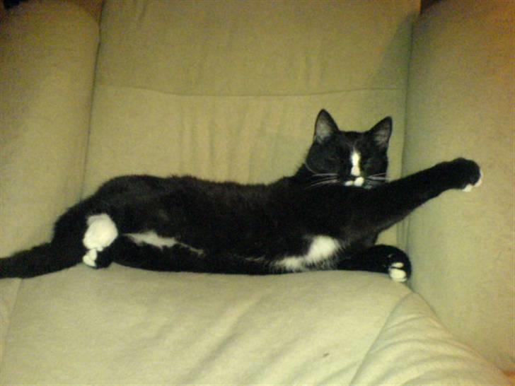 Blanding af racer Lille mis billede 9