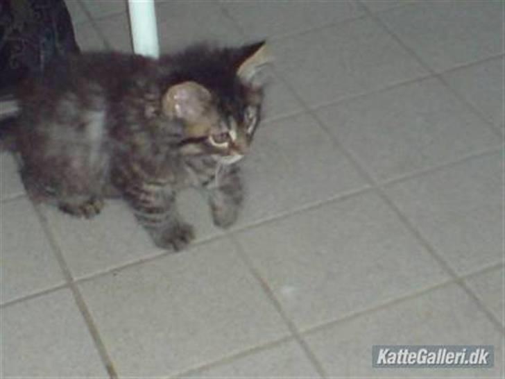 Maine Coon Nala - nala som killing :D  billede 13