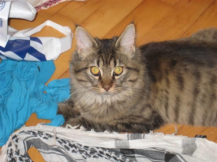 Maine Coon Nala billede 14