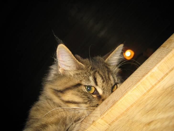 Maine Coon Nala billede 15