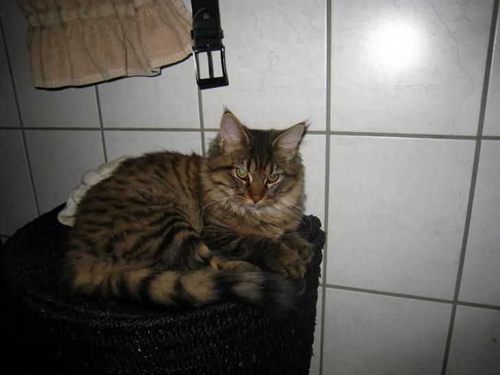 Maine Coon Nala - nala da hun cirka var et år billede 16