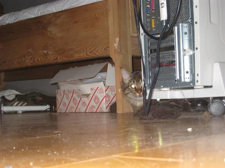 Maine Coon Nala - nala da hun var cirka et år billede 17