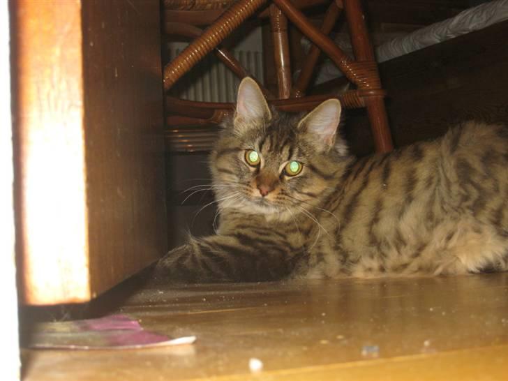 Maine Coon Nala billede 18