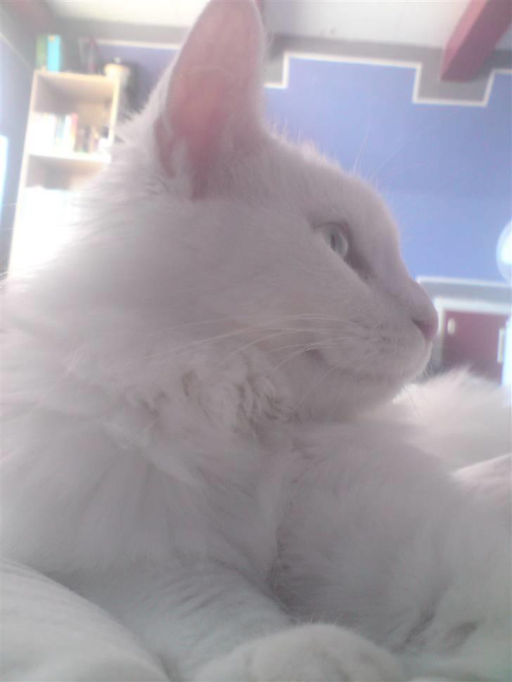 Maine Coon Dk Aquacoon´s Xeo billede 10