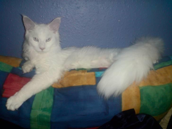 Maine Coon Dk Aquacoon´s Xeo billede 11