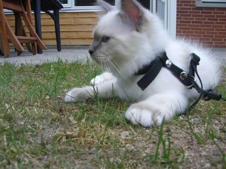 Hellig Birma Amaze - drøm sødt <3 billede 7