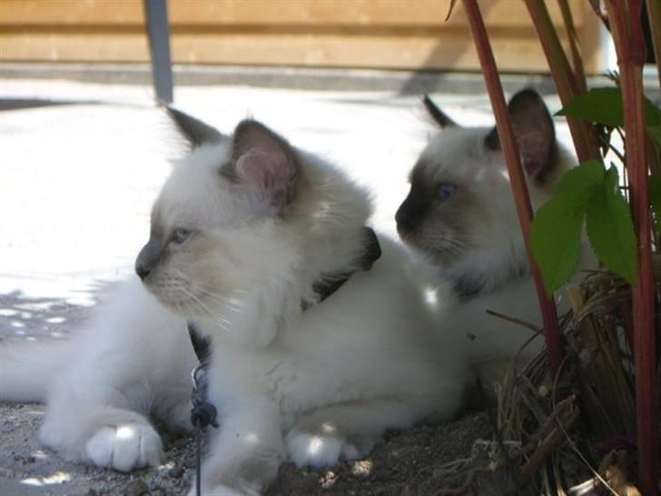 Hellig Birma Amaze - drøm sødt <3 billede 8