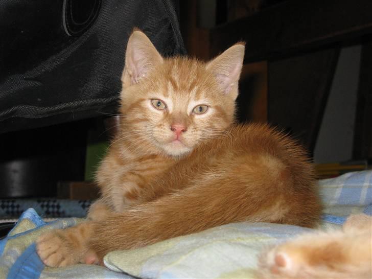 Huskat Mini Kitte - Velkommen til Mini Kitte´s profil!!! billede 1